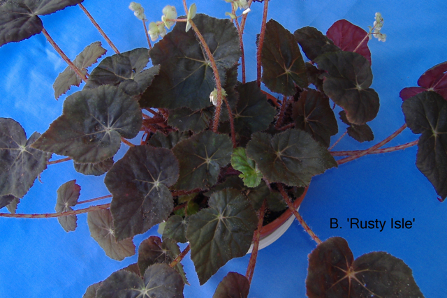 B. ‘Rusty Isle’